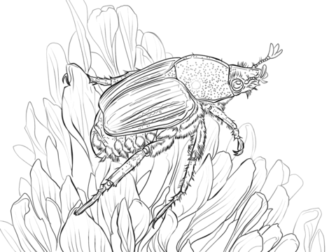 Japanese Beetle Sits On Flower Coloring Page